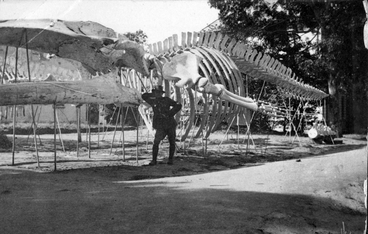 Image: Whale skeleton, Cape Town Gardens : digital image