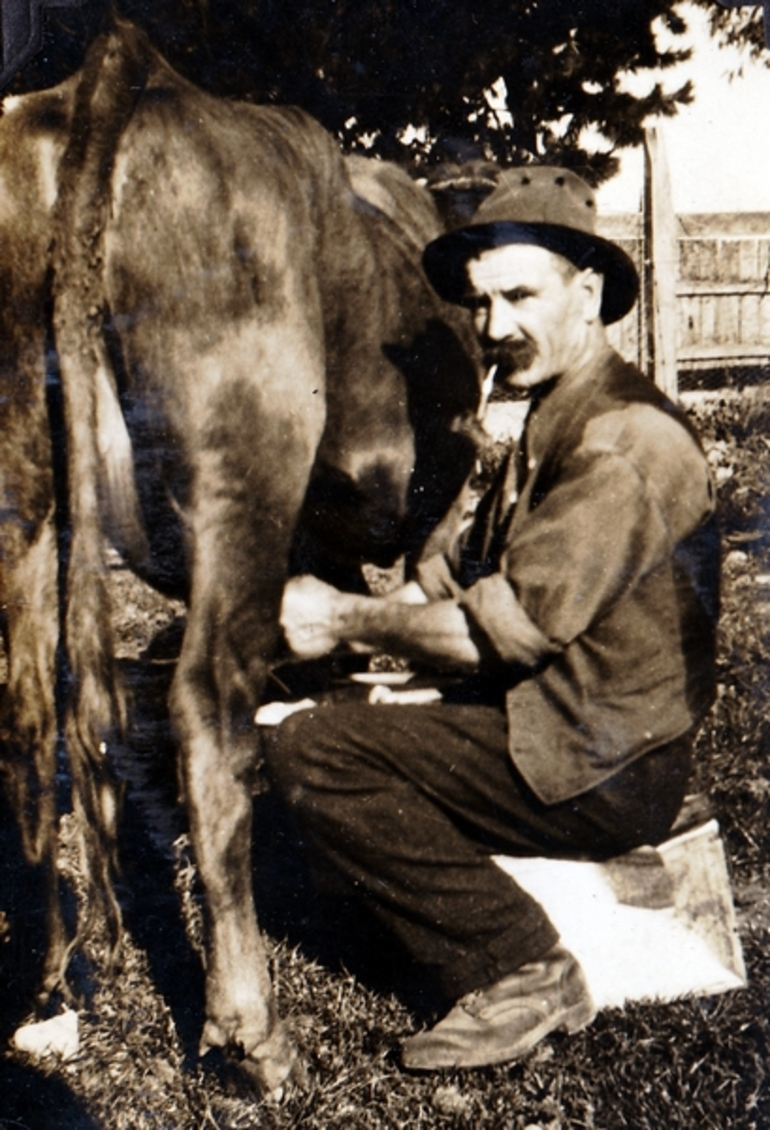 Image: James Whitehead hand milking a cow : Photograph