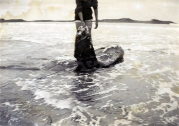 Image: Sunfish in Castlepoint Lagoon : digital image