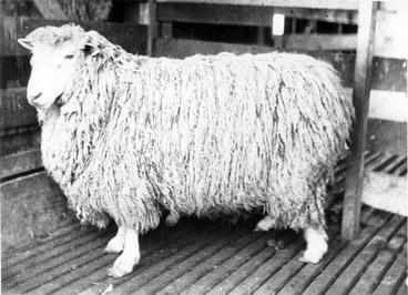 Image: A sheep at Eparaima Station