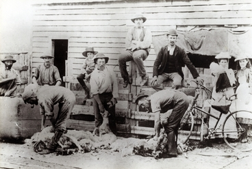 Image: Shearing gang at work by a shed : Photograph
