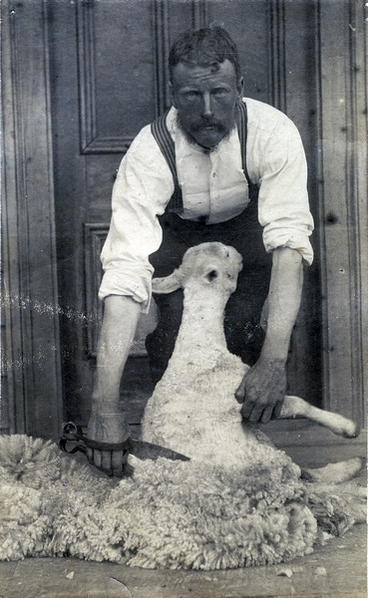 Image: Alfred Vile shearing a sheep : Photograph