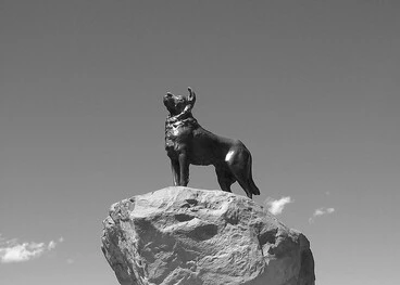 Image: Dog on Rock