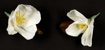 Image: White Camellia corsages, 1993