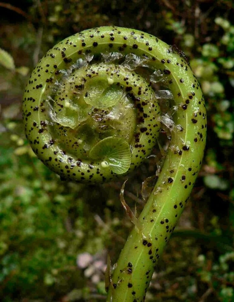 Image: Kiokio (Blechnum novae-zelandiae)