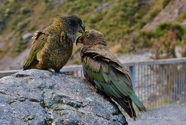 Image: Kea- Adult & Juvenile, Arthurs Pass, NZ