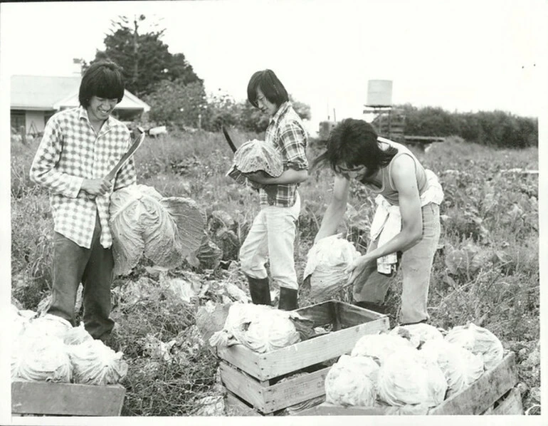 Image: Pukekohe Chinese Market Gardeners