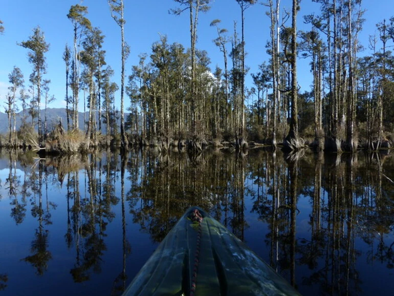 Image: Gliding Into The Wetland