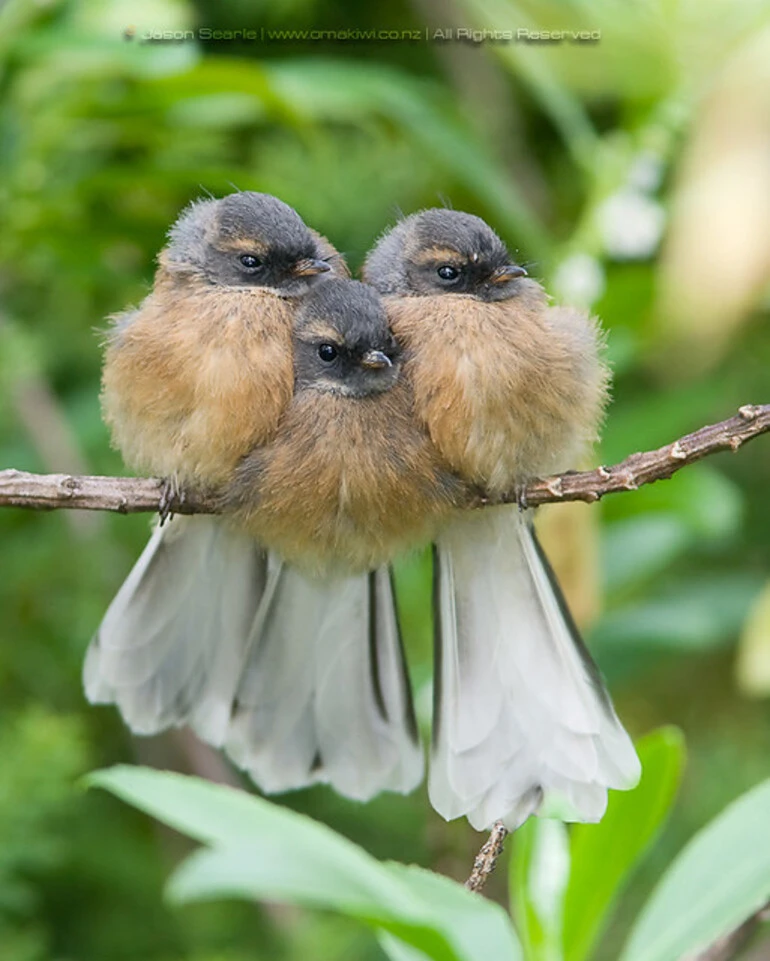 Image: Threes a crowd