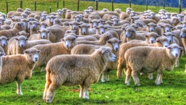 Image: Sheep