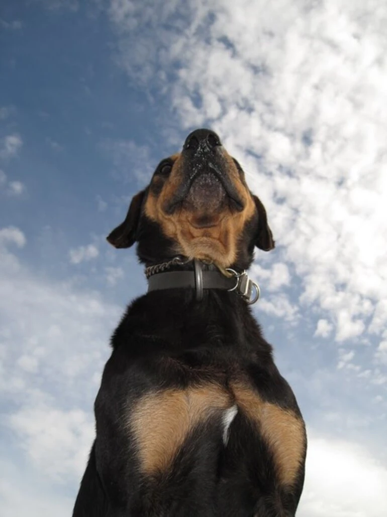 Image: Farm TopDog