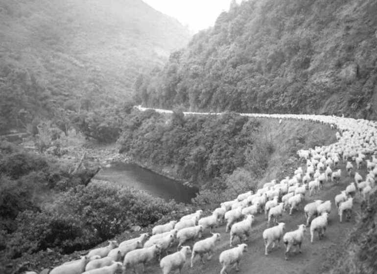 Image: 2,600 sheep on the road, Waioeka Gorge, after a 60 mile drive