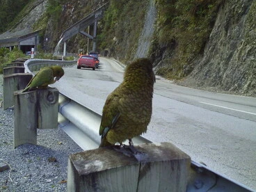 Image: Inquisitive kea meets tourist in Arthur's Pass
