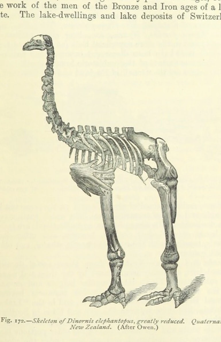 Image: British Library digitised image from page 417 of "An Intermediate Text-Book of Geology. By C. Lapworth ... Founded on the Introductory Text-Book of Geology by ... David Page"