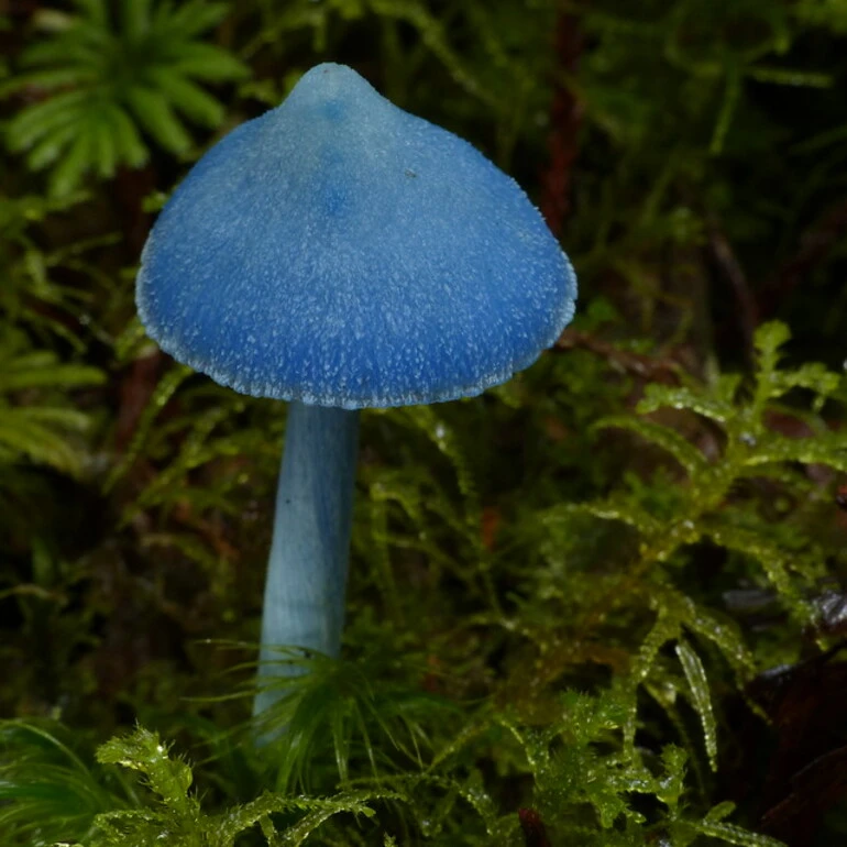 Image: Entoloma hochstetteri