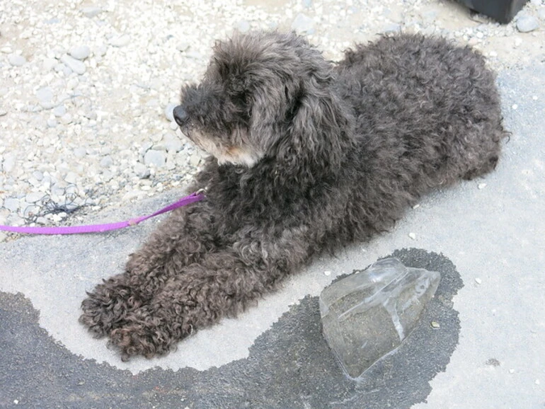 Image: Dog - IceFest - Cathedral Square