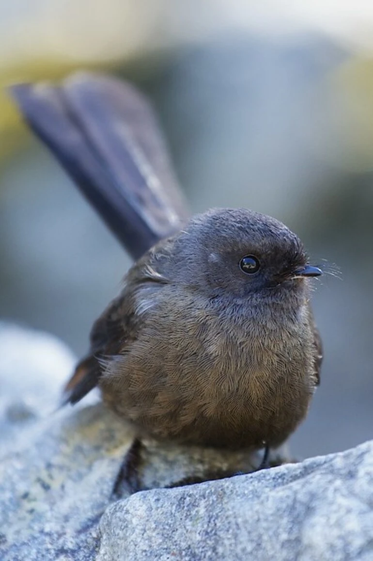 Image: Black Fantail (piwakawaka)