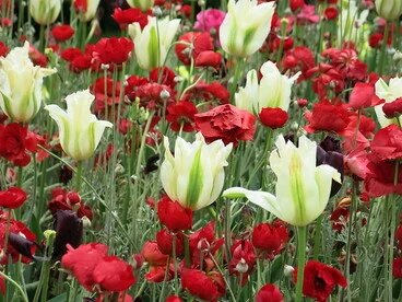 Image: Flowers at Botanic Gardens