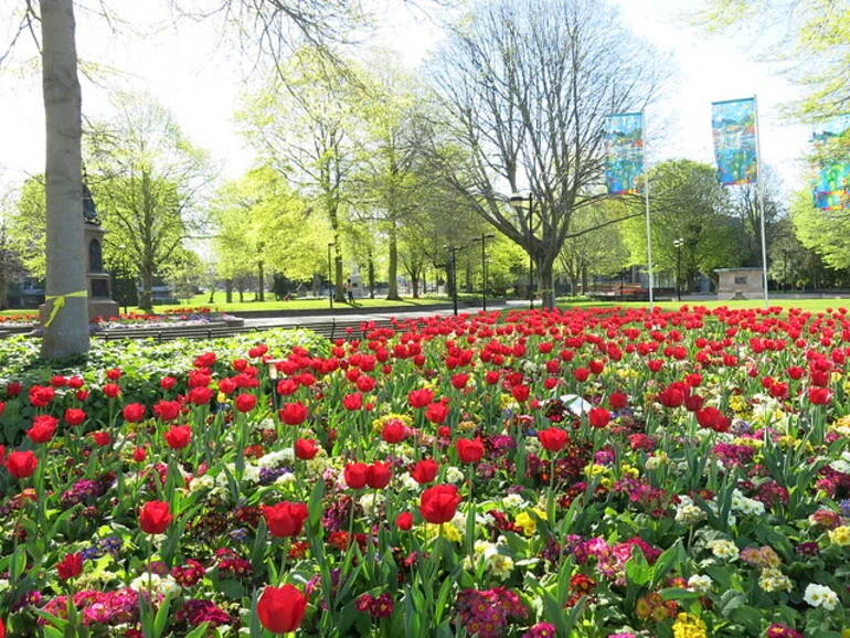 Image: Victoria Square flowers