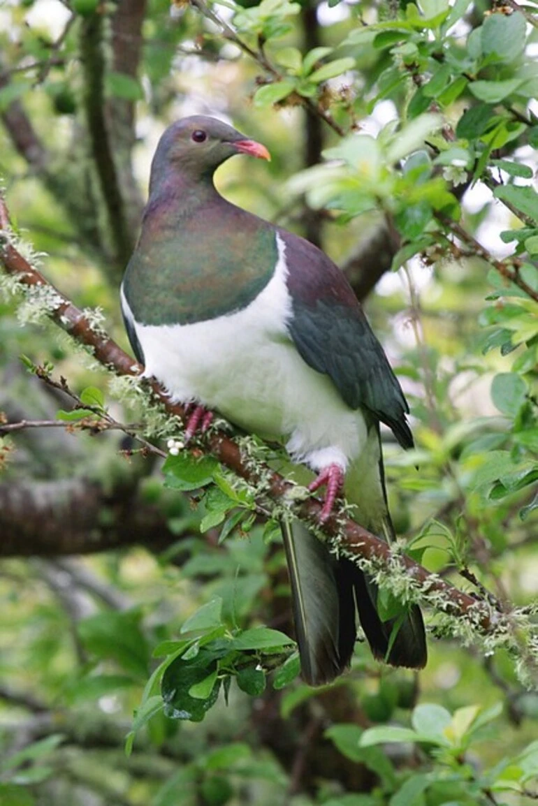 Image: Kereru
