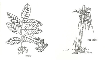 Image: Rongoā - Māori Medicinal Plants