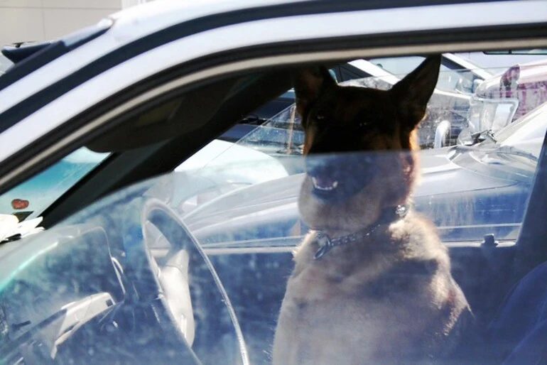 Image: Dog Driver