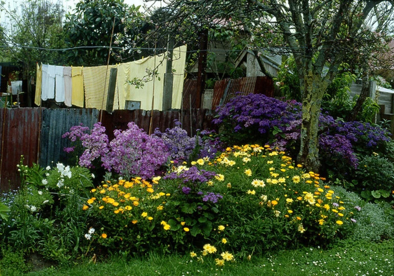 Image: backyard, ponsonby nz 1982