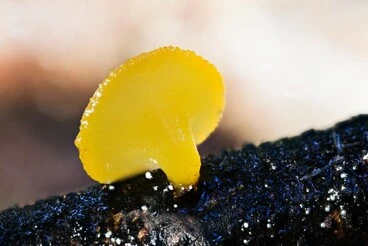 Image: Small yellow fungi growing on a branch (Heterotextus miltinus); Nelson Creek, West Coast, NZ