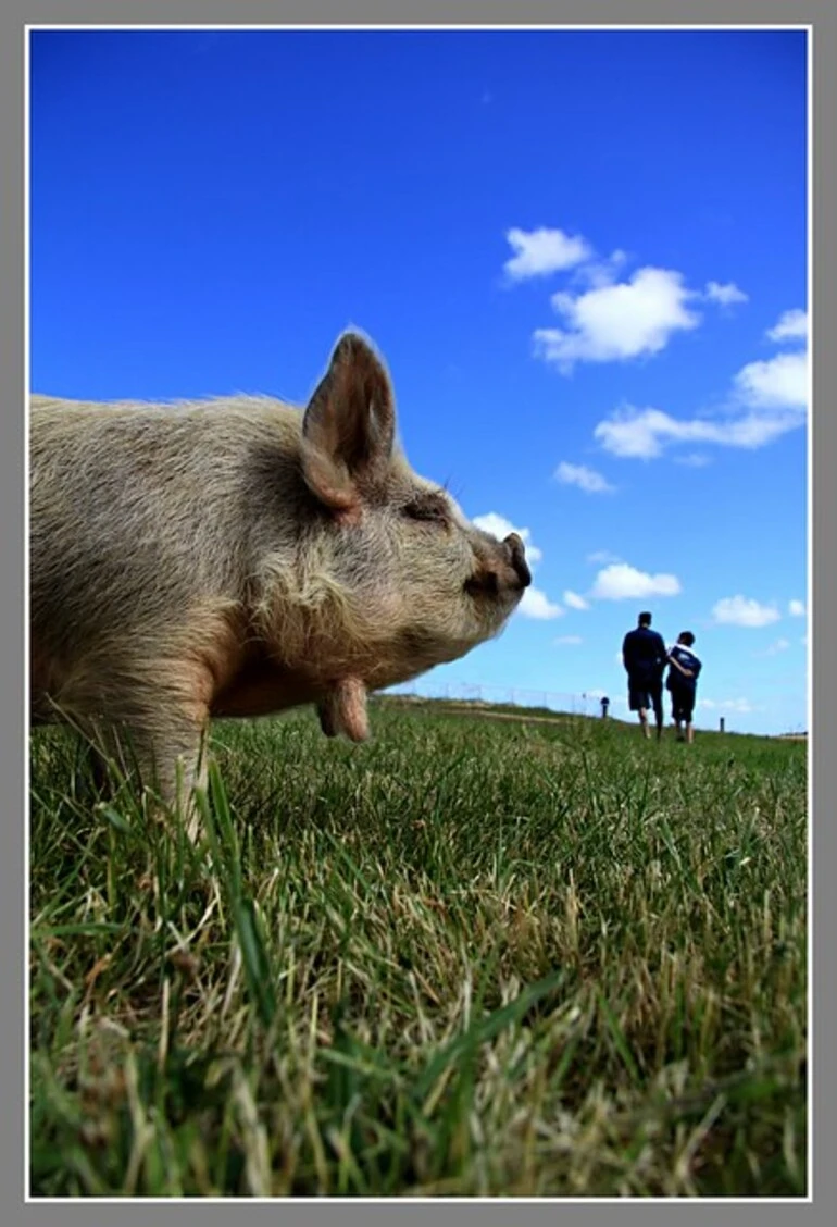Image: Pig Thinks