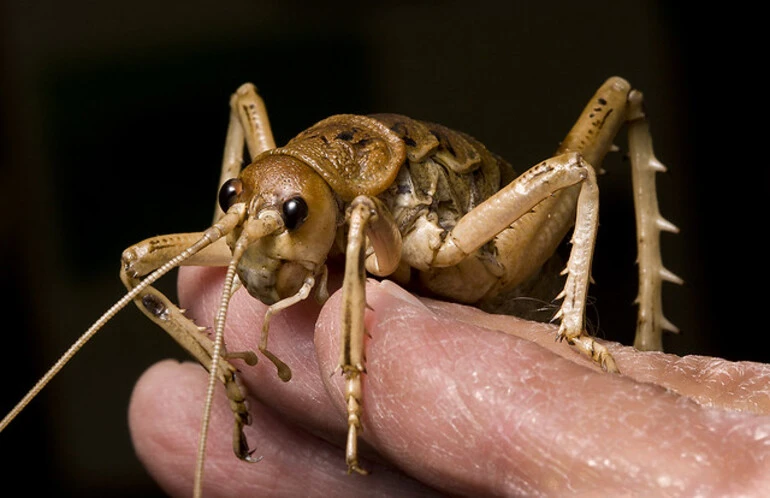 Image: Giant Weta