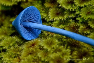 Image: Sky Blue Mushroom (Entoloma hochstetteri) Lake Kaniere, West Coast