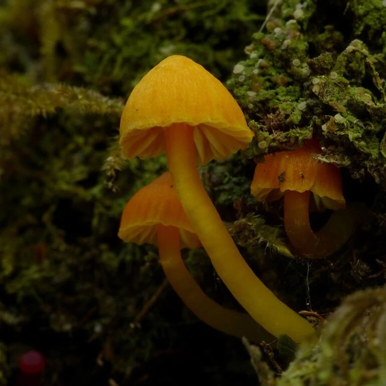 Image: Hygrocybe species