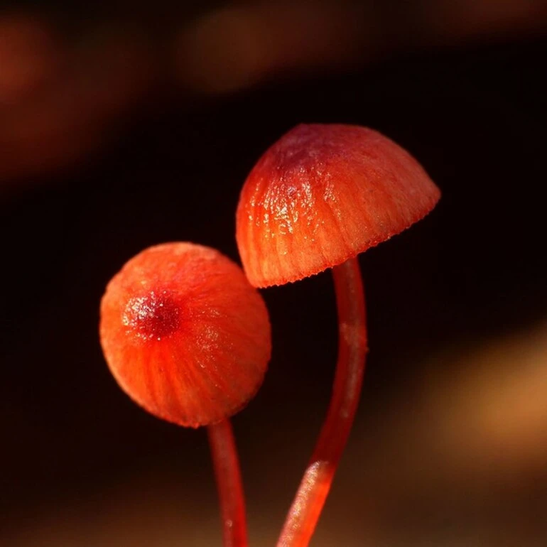 Image: Mycena ura