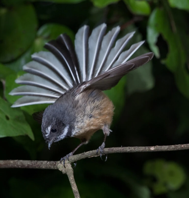 Image: Fantail (Rhipidura fuliginosa)