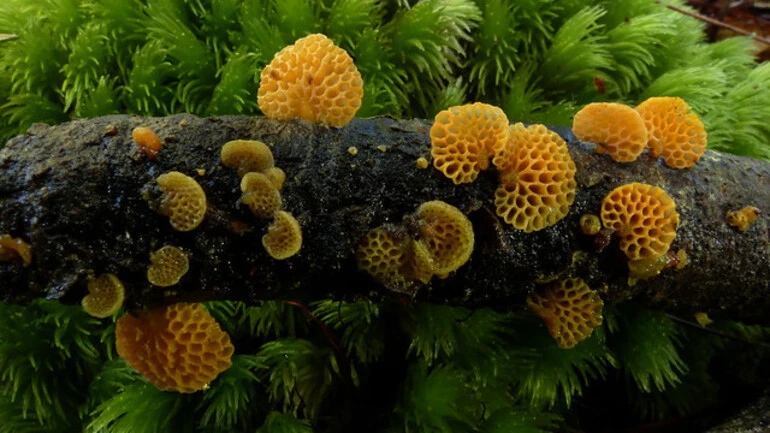 Image: Favolaschia calocera