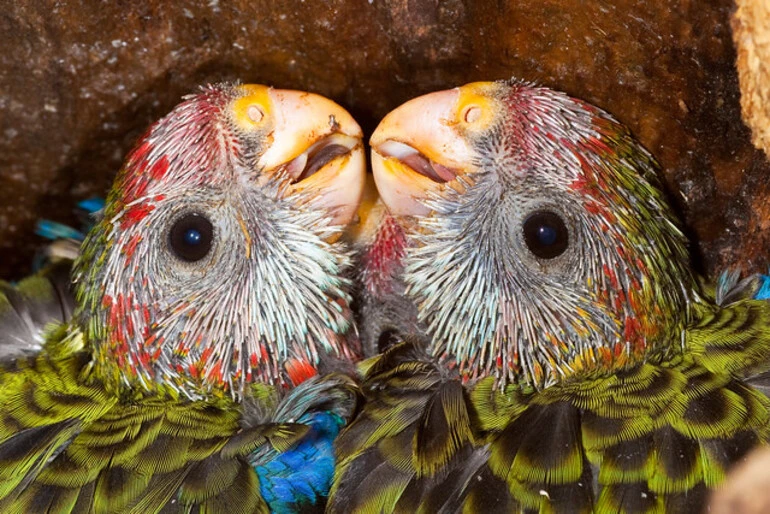 Image: Eastern Rosella (Platycercus eximius)