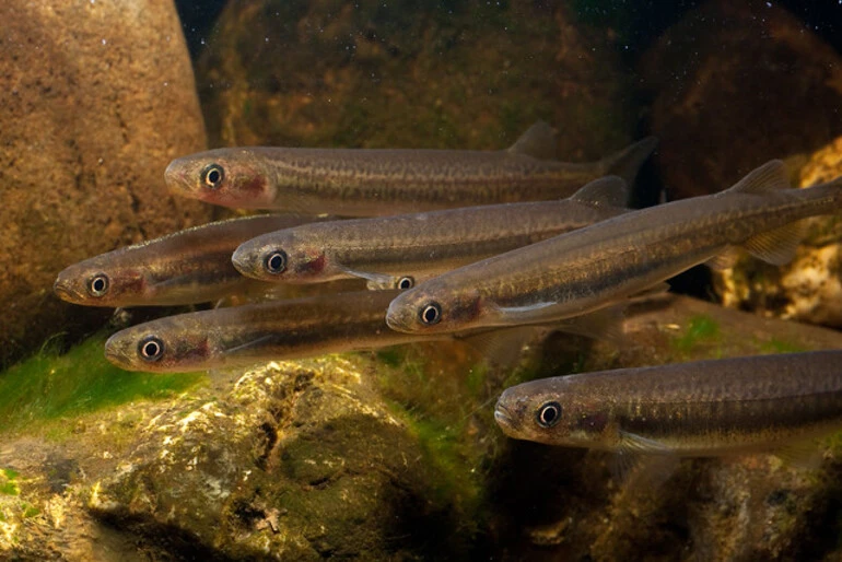 Image: Inanga/Whitebait (Galaxias maculatus)