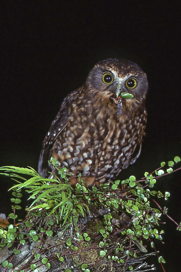 Image: Morepork/Ruru (Ninox novaeseelandia) and Tanguru Chafer (Stethaspis suturalis)