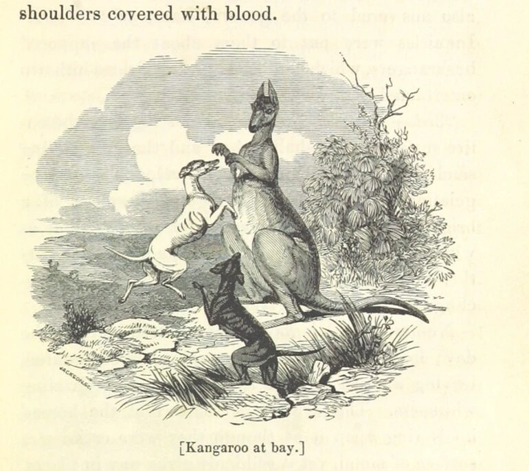 Image: British Library digitised image from page 165 of "Savage Life and Scenes in Australia and New Zealand: being an artist's impressions of countries and people at the Antipodes. With numerous illustrations"