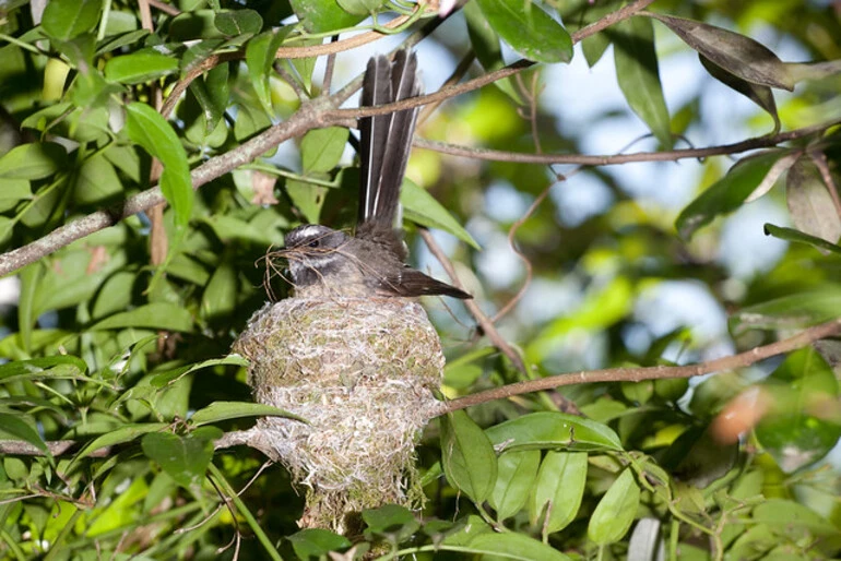 Image: Fantail/Piwakawaka(Rhipidura fuliginosa)