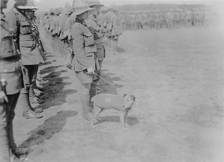 Image: Sergeant Paddy