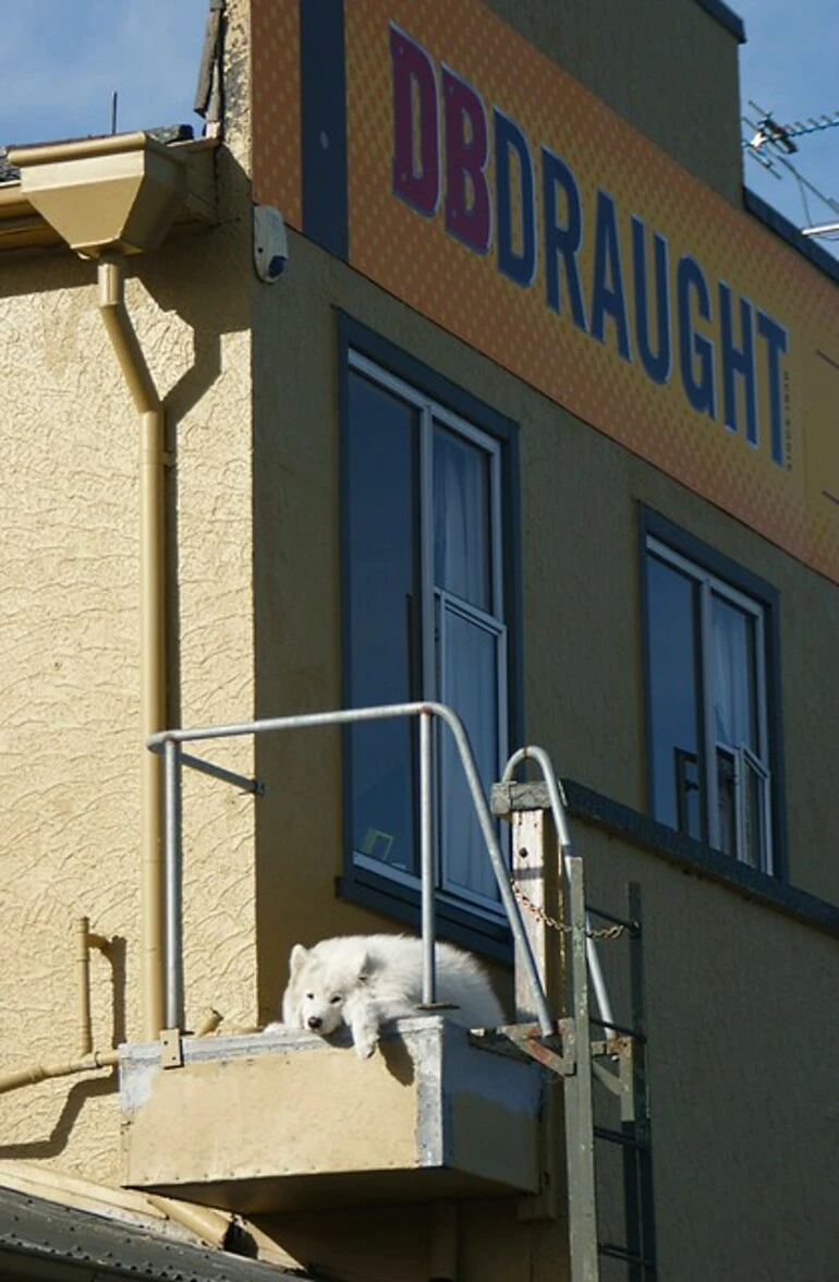 Image: Watchdog?
