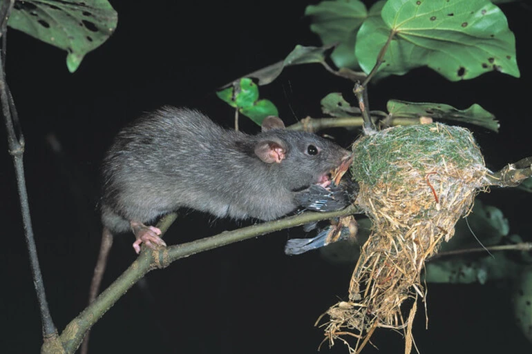 Image: Fantail /Piwakawaka (Rhipidura fuliginosa) and Ship rat (Rattus rattus)