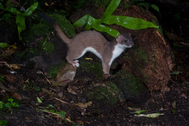 Image: Stoat (Mustela erminea)