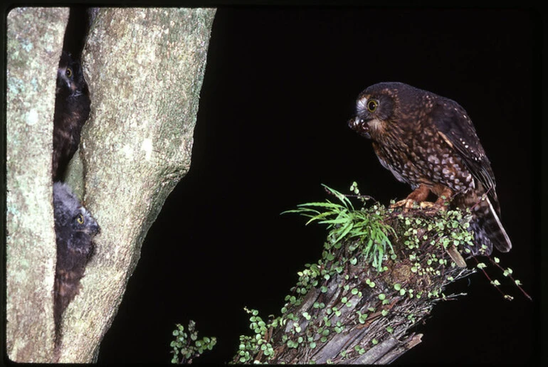 Image: Morepork (Ninox novaeseelandiae)