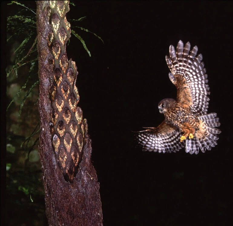 Image: Morepork/Ruru (Ninox novaeseelandiae)