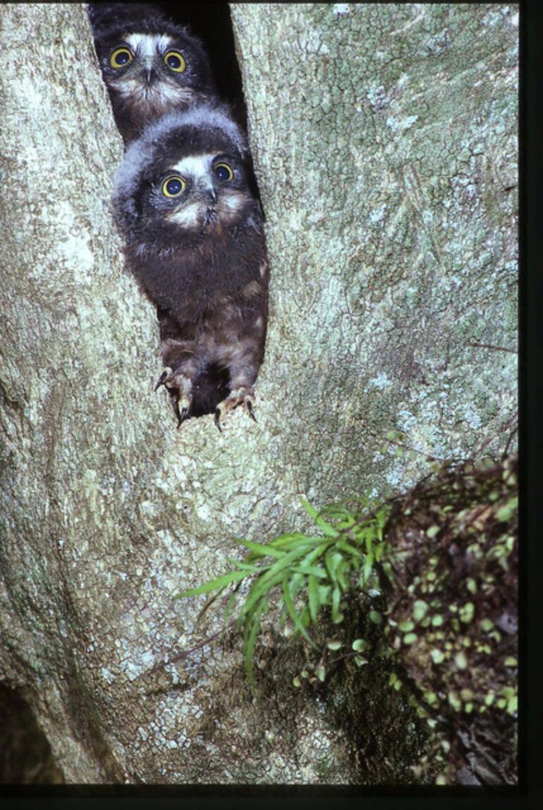 Image: Morepork (Ninox novaeseelandiae)