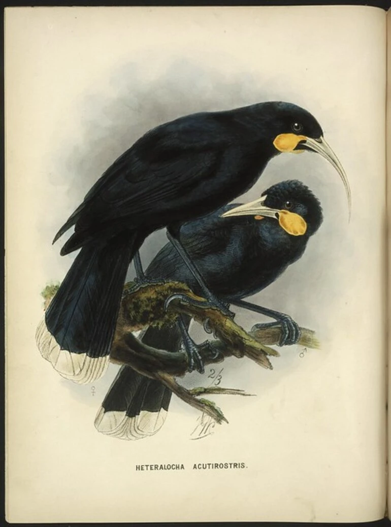 Image: Keulemans, John Gerrard, 1842-1912 :Heteralocha acutirostris [Huia. Male and female] 2/3 [natural size]. London, 1873