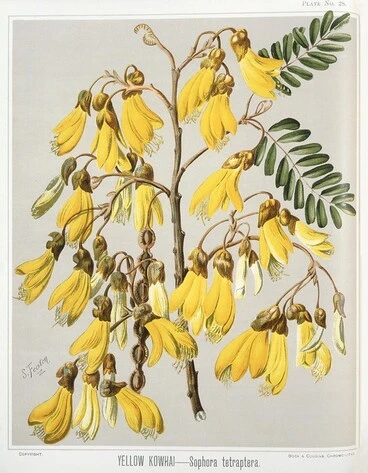 Image: Featon, Sarah Anne, 1848-1927 :Yellow kowhai. Sophora tetraptera. Bock and Cousins Chromo-Litho. [Wellington, 1889]