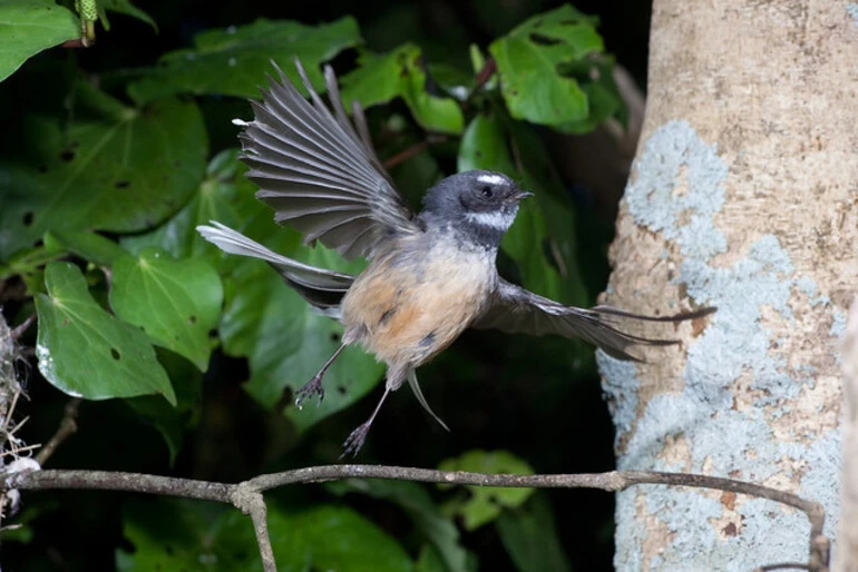 Image: Fantail (Rhipidura fuliginosa)